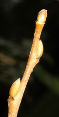 Leaf: alternate, simple, finely serrated

twig: slender, very smooth/downy, buds small brown, yellowish brown/golden
