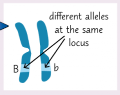 The point where alleles of the same gene are found at the same point.