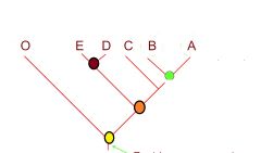 What is the closest common ancestor to E and D?


A. Green dot
B. Red Dot
C. Orange Dot
D. Yellow Dot