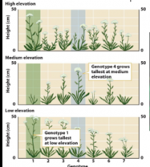 Genes do not affect a trait the same way in every
environment
Ex. Genotype 1 doesn't produce tall or short plants; rather, genotype 1 produces for the norm of reaction "tall at low and high elevations, short at medium elevations"