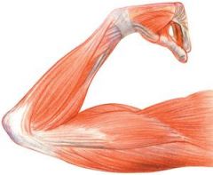 Muscles fibers are much longer than they are wide


The shape of the muscle fibers enables the muscle to contract and relax