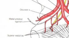 medial umbilical ligamentthe bladder