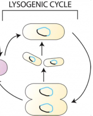 lysogenic cycle