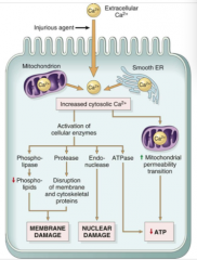 Activation of enzymes that have negative effects:


- ATPases = ATP depletion


- Phospholipidases = membrane damage


- Proteases = breakdown of membrane/skeletal proteins


- Endonucleases = DNA/chromatin damage