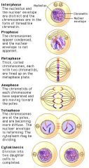 Interphase
Prophase
Metaphase (middle) 
Anaphase (apart) 
Telophase (end)