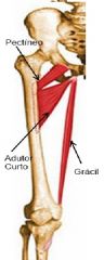 Origen:
Rama inferior del pubis
Insercción:
Superficie anterior superomedial de la tibia
Innervación:
Nervio obturador
Acción:
Aducción del muslo y flexión de la pierna