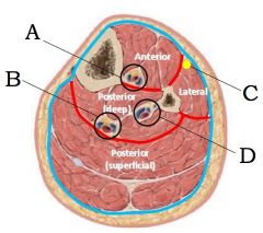 Name the artery and nerve in each: