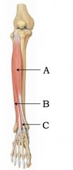 What are the muscles in the anterior compartment of the leg?