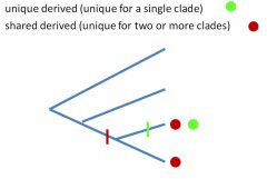 Unique derived characters are unique for a single clade while Shared derived characters are unique to two or more clades.