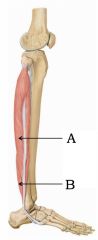 What are the muscles in the lateral compartment of the leg?