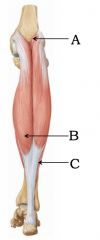 Name the muscles of the posterior compartment of the leg: