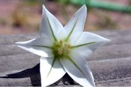 Allium triquetrum
White flowered onion 

Family:


ALLIACEAE   
              (PLANTS: LILIACEAE)

Community: 
agricultural weed, distributed