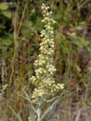 Artemisia douglasiana
California mugwort

Family:


ASTERACEAE  


Communities: 
Yellow Pine Forest, Foothill Woodland, Chaparral, Valley Grassland, wetland-riparian