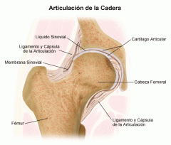 Es la que se forma entre la cabeza del fémur y el acetábulo, cubiertas por cartilago hialino, y es enartrosis.