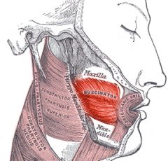 - Arises from pterygomandibular raphe (ligamentous band of buccopharyngeal fascia) in the back, courses forward in cheek to blend into orbicularis oris
- Compresses cheek against teeth, helping to empty food from vestibule during chewing; useful ...