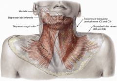 - Extends from skin over mandible through superficial fascia of neck into skin of upper chest
- Tightens neck skin, depresses angles of mouth
