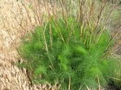 Invasive non-native 

Perennial herb 

Dicot