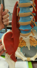 iliacus portion: femoral nerve (L2, L3)
psoas major portion: L2, L3, L4 spinal nerves