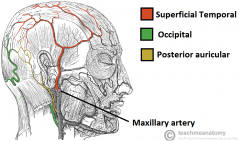 Occipital, posterior auricular and superficial temporal arteries