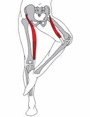 hip flexion, abduction, lateral rotation & knee flexion
("tailor sitting")