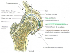 Dentro de la articulación ,se inserta en la hendidura acetabular y su vetice en la cabeza femoral.
