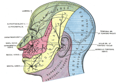 Lower lip, lower part of face, auricle, scalp in front of and above auricle