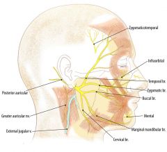 After emerging from stylomastoid foramen, VII lies within substance of parotid where it gives off its five terminal branches
- Temporal branch: occipitofrontalis and orbicularis oculi
- Zygomatic branch: orbicularis oculi
- Buccal branch: trave...