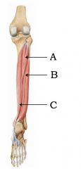 Name the muscles of the deep posterior compartment: