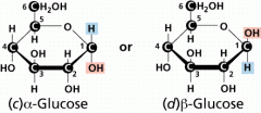 When glucose is in the ring structure, the hydroxylattached to carbon 1 (the aldehyde carbon) has twopossible positions (α- and β-). 
• The α- and β-forms interconvert rapidly in solution