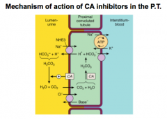Review this slide and think about how CA inhibitors work.