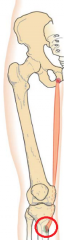 anterior medial surface of proximal end of tibia