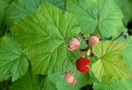 Rubus parviflorus   Western thimbleberry 
Family:ROSACEAE 

Communities:Red Fir Forest, Yellow Pine Forest, Redwood Forest, Mixed Evergreen Forest, Closed-cone Pine Forest, wetland-riparian  