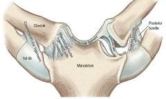 saddle synovial with intra-articular disc