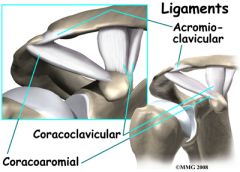 coracoclavicular ligament


Acromioclavicular ligament