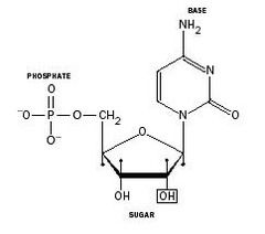 • Nucleotides, the building blocks of RNAand DNA, consist of: 
– a pentose sugar 
– a nitrogenous base 
– phosphate