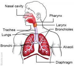 Air in - nose and mouth 
past larynx 
down trachea 
into bronchi (bronchial tubes) 
into lungs

  bronchial tubes divide into smallerbronchioles which terminate in tinylittle alveoli (important in gasexchange (oxygen and carbondioxide)  

  Diaphr...
