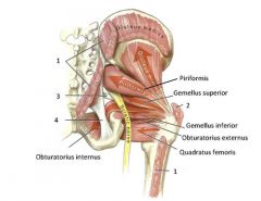 piriformis

obturator internus

obturator externus

gemellus superior

gemellus inferior

quadratus femoris