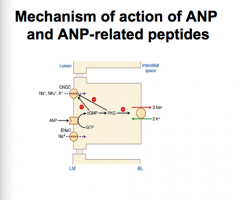 ANP = atrial peptide produced in response to stretch --> binds NP receptor A (NPR) --> GC activated --> increase cGMP

BNP = produced by ventricle --> binds NPR-A similar to ANP