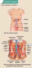 anatomy of kidney