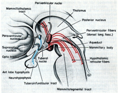 Paraventricular and supraoptic nuclei of hypothalamus