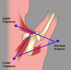 Serratus anterior and (trapezius) lower trapezius