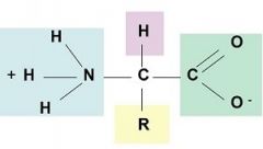 left: amino group
up: hydroxyl group
down: "R" group
right: carboxyl group
middle: central carbon atom