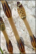 Equisetum arvenseCommon horsetail 

Family:EQUISETACEAE 

  Communities:Yellow Pine Forest, Red Fir Forest, Lodgepole Forest, Subalpine Forest, Foothill Woodland, Chaparral, Valley Grassland, (many plant communities), wetland-riparian  
  
