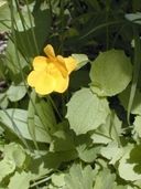 Native	Annual
Perennial herb (rhizomatous)  

Dicot