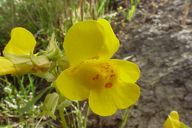 Mimulus guttatusYellow monkey flower  
  Family:PHRYMACEAE  (PLANTS: SCROPHULARIACEAE)  

Communities:Coastal Strand, Northern Coastal Scrub, Yellow Pine Forest, Red Fir Forest, Lodgepole Forest, Subalpine Forest, Foothill Woodland, Chaparra...