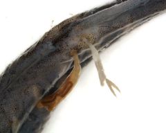 Ph. Arthropoda
sph: crustacea
scl:copepoda
F: lernaepodidae
has large anchor like projections at anterior end 
found deeply embedded in the musculature of freshwater fish
blood feeder
sites of attachment are often secondarily infected by fungus 