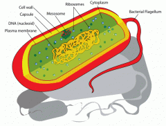 spherical or rod-shaped bacteria of the order Eubacteriales, characterized by simple,   undifferentiated cells with rigid walls.

Relate to K6 and K5 because it is one of the 6 kingdoms and thus, is in the levels of classification




