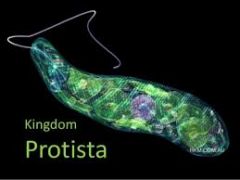 The taxonomic kingdom comprising all protists

Relate to K6 and K5 because it is one of the 6 kingdoms and thus, is in the levels of classification



