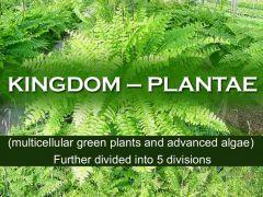 The taxonomic kingdom comprising all plants

Relate to K6 and K5 because it is one of the 6 kingdoms and thus, is in the levels of classification  

