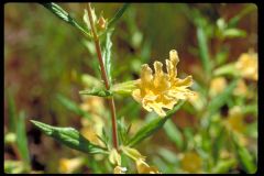 Mimulus aurantiacus  Sticky monkeyflower  
Family: Phrymaceae


Distributed along California Coastal areas
